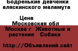 Бодренькие девченки аляскинского маламута › Цена ­ 15 000 - Московская обл., Москва г. Животные и растения » Собаки   